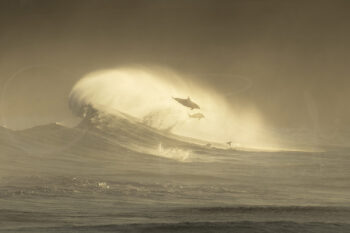Two dolphins leaping through a breaking wave at sunrise at Bronte Beach, Sydney, Australia