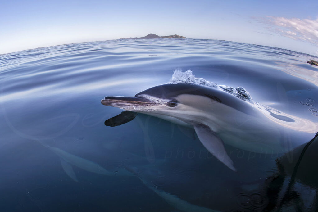 Dolphin Secrets Part 2 – Skin, Social Bonds, and Darker Truths