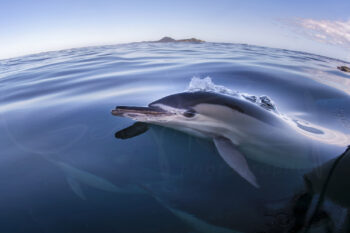 Common dolphin swimming at the ocean surface near Broughton Island, Port Stephens, captured in ocean wildlife photography.