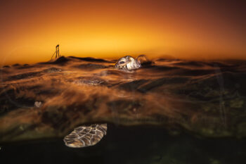 Green sea turtle taking a breath at the ocean surface at sunrise at Heron Island, Great Barrier Reef, Australia