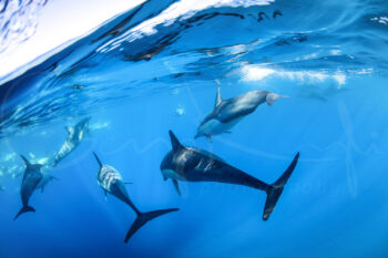Common dolphins swimming underwater in clear blue ocean at Port Stephens, Australia, fine art wildlife photography.