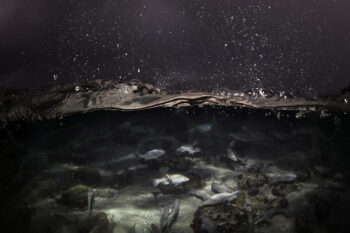 School of fish underwater at Bronte Beach Bogey Hole, Sydney, captured beneath the ocean surface at night