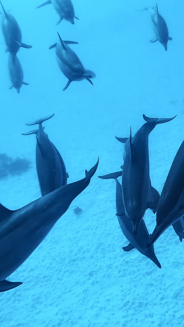 Close encounters with the dolphins of Sataya 🩵