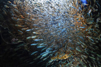 Dense school of tiny fish swirling over coral at Lady Elliot Island, Great Barrier Reef, underwater wildlife photography