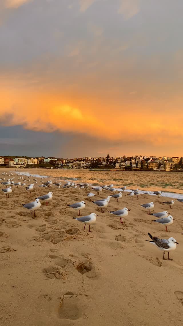 Another unreal sunset over Bondi 🙌🏼