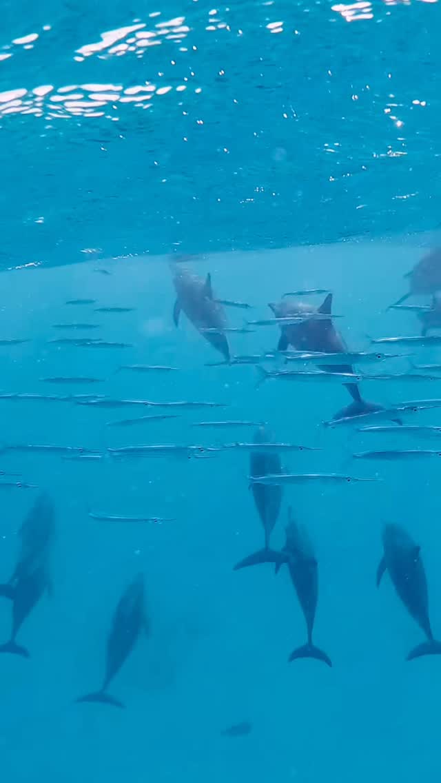 Gar-dians of the Red Sea 🩵

#redsea #dolphins #underwater