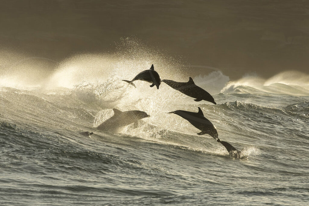 Pod of bottlenose dolphins leaping through waves at sunrise at Bronte Beach, Sydney, ocean wildlife photography