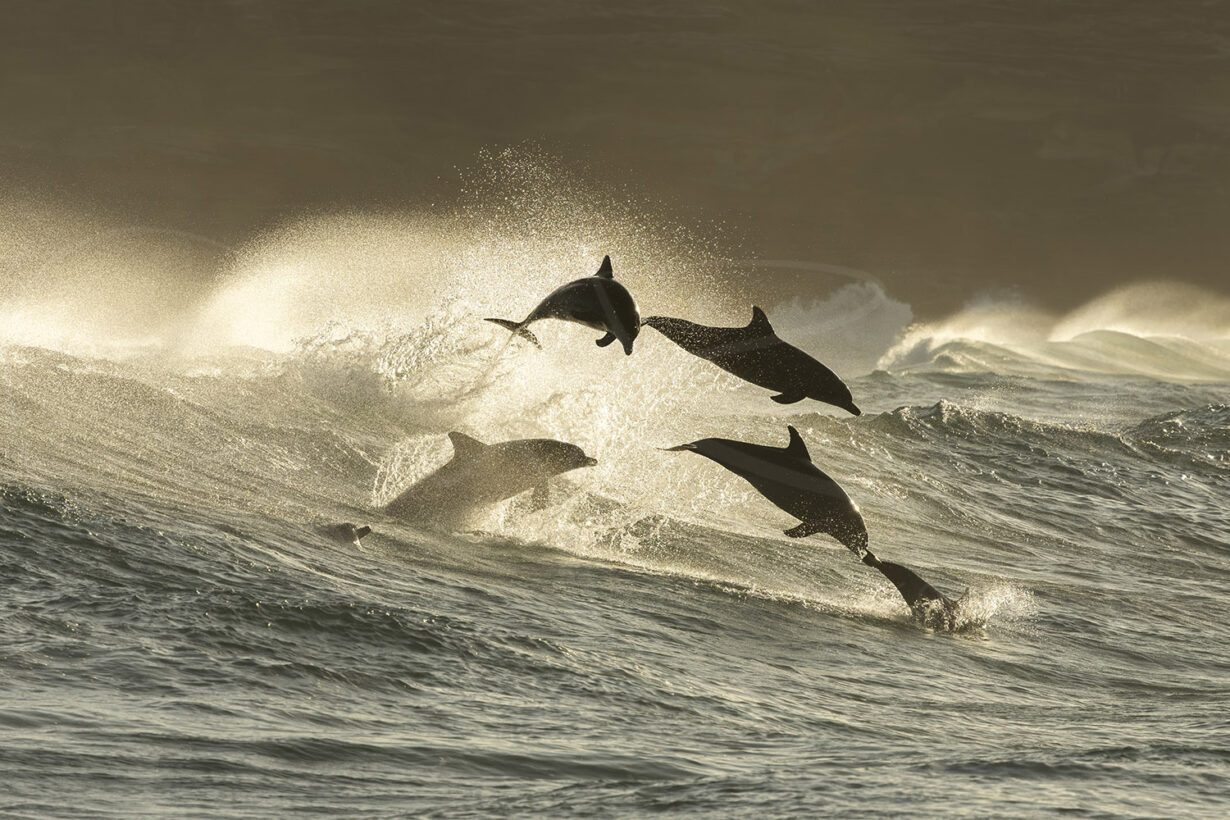 Pod of bottlenose dolphins leaping through waves at sunrise at Bronte Beach, Sydney, ocean wildlife photography