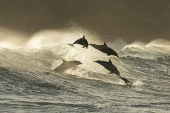 Pod of bottlenose dolphins leaping through waves at sunrise at Bronte Beach, Sydney, ocean wildlife photography