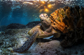 Green sea turtle resting beside coral at sunset at Lady Elliot Island, Great Barrier Reef, underwater wildlife photography