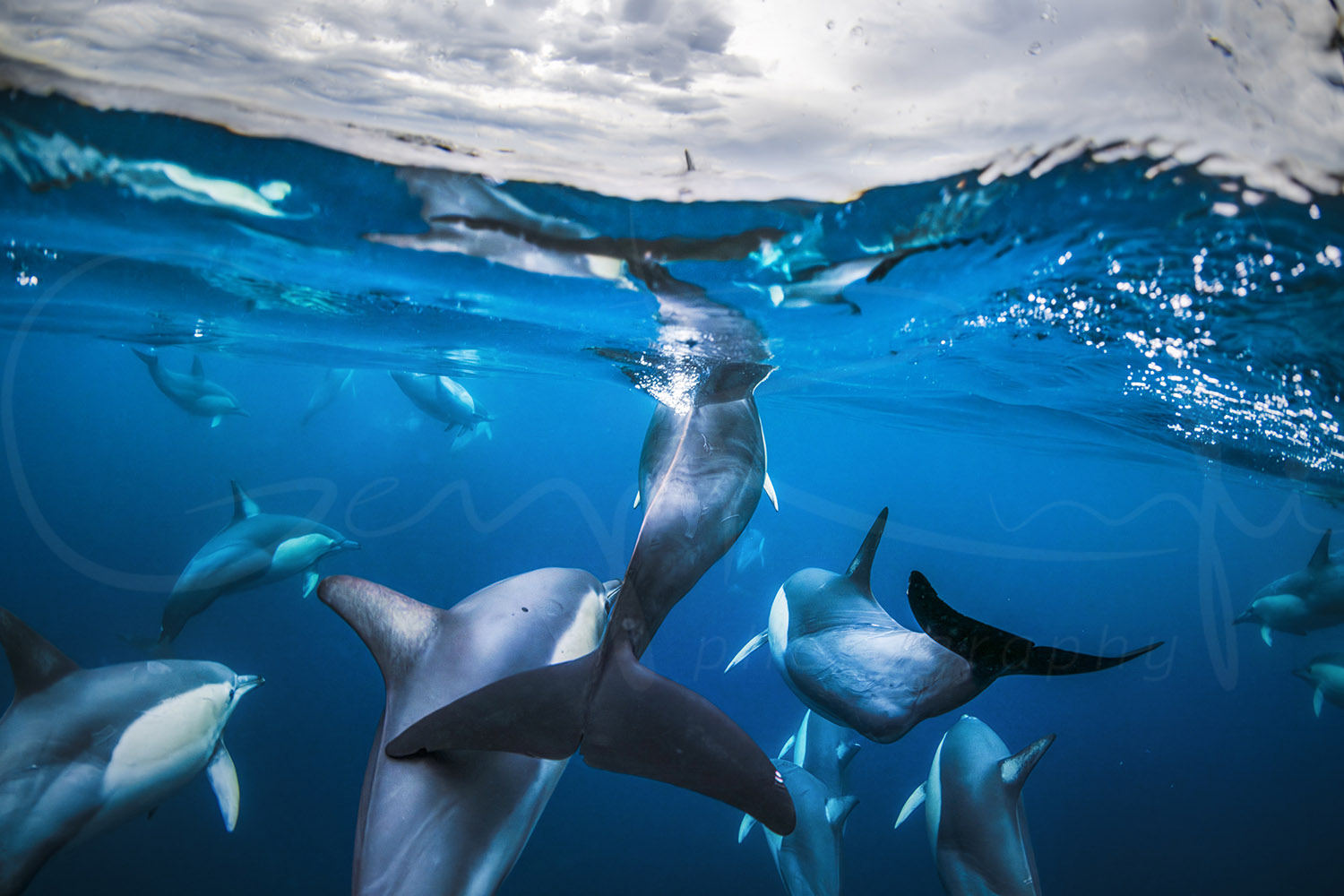 Pod of common dolphins swimming beneath the ocean surface at Port Stephens, Australia, captured in underwater wildlife photography.