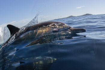 Common dolphin swimming at the ocean surface near Broughton Island, Port Stephens, Australia, captured in marine wildlife photography.