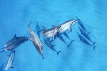 Common dolphin swimming at the ocean surface near Broughton Island, Port Stephens, Australia, captured in marine wildlife photography.