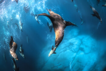 Fine Art Print - Underwater Safari