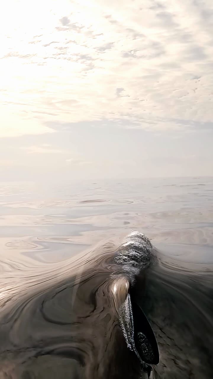 Ocean Therapy 🩵