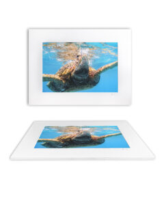 Green sea turtle rising in turquoise water at Waikiki Beach – "Breathe" Fine Art Underwater Photography Print