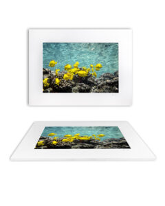 Yellow tang fish swim through coral in clear water at Kealakekua Bay – "Tang Gang" Fine Art Underwater Photography Print