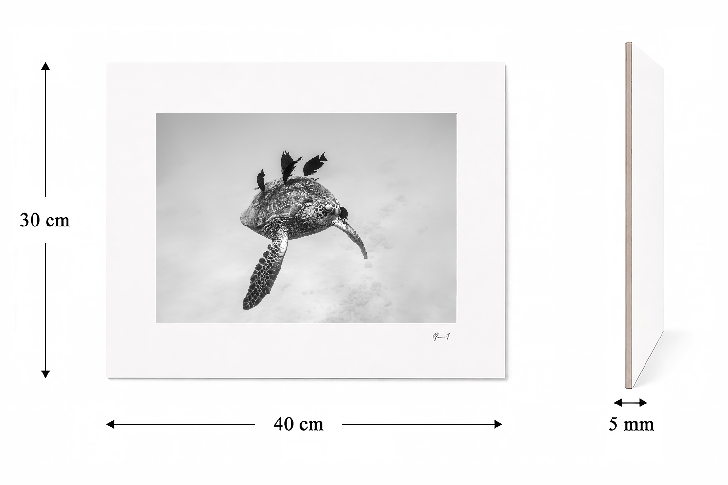 30 × 40 cm mounted fine art print featuring a sea turtle swimming with tropical fish underwater at Waikiki Beach, Hawaii.