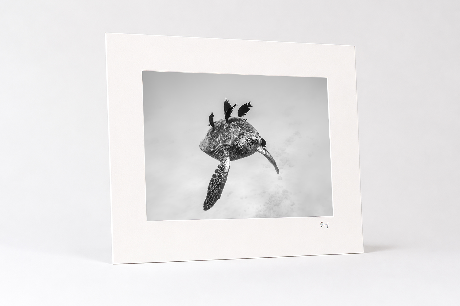 Mounted black and white fine art photography print of a sea turtle swimming with tropical fish at Waikiki Beach, Hawaii.