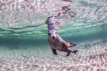Australian sea lion swimming in clear turquoise water over a sunlit sandy seabed in South Australia, underwater wildlife photography.