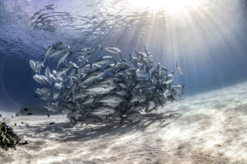 School of trevally swirling above the sandy seafloor at Lady Elliot Island, illuminated by sunrays, underwater photography.