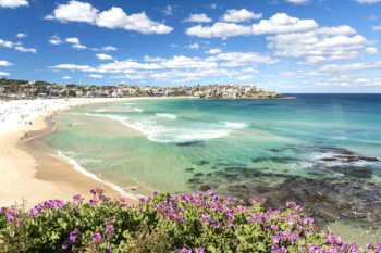 Panoramic coastal photograph of Bondi Beach, Sydney, with turquoise ocean, white sand, blue sky and vibrant pink flowers.