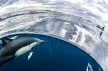 Common dolphins swimming below the ocean surface near Broughton Island, Port Stephens, captured in underwater wildlife photography.