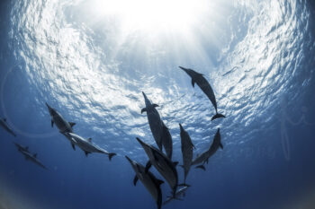 Pod of spinner dolphins swimming beneath sunlit ocean waters off Oahu, Hawaii, captured in fine art underwater photography.