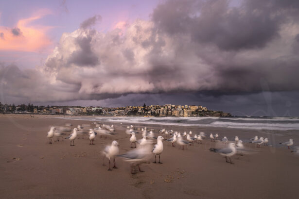 Seagulls gathered on Bondi Beach beneath dramatic storm clouds at sunset, limited edition fine art coastal photography print.