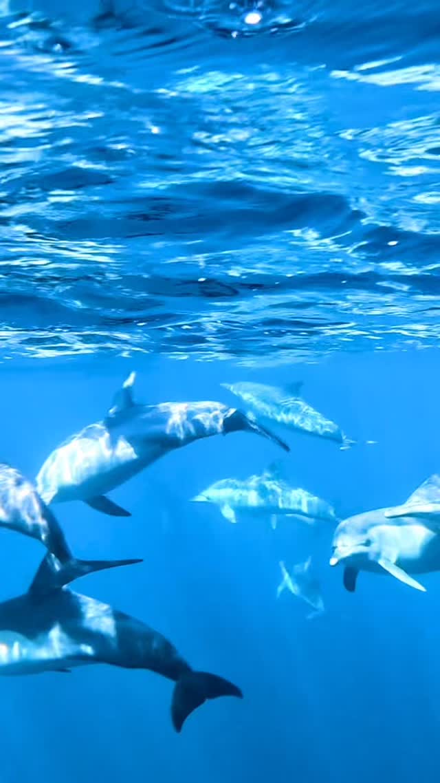 #dolphin #ocean #adventure #happylife #sunshine #Australia #seeaustralia #feelnsw  #exploreaustralia #nsw #underwater #sea #wildlife #discoverearth