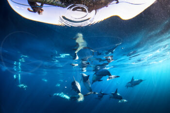 Pod of common dolphins swimming beneath the ocean surface at Port Stephens, Australia, captured in underwater wildlife photography.