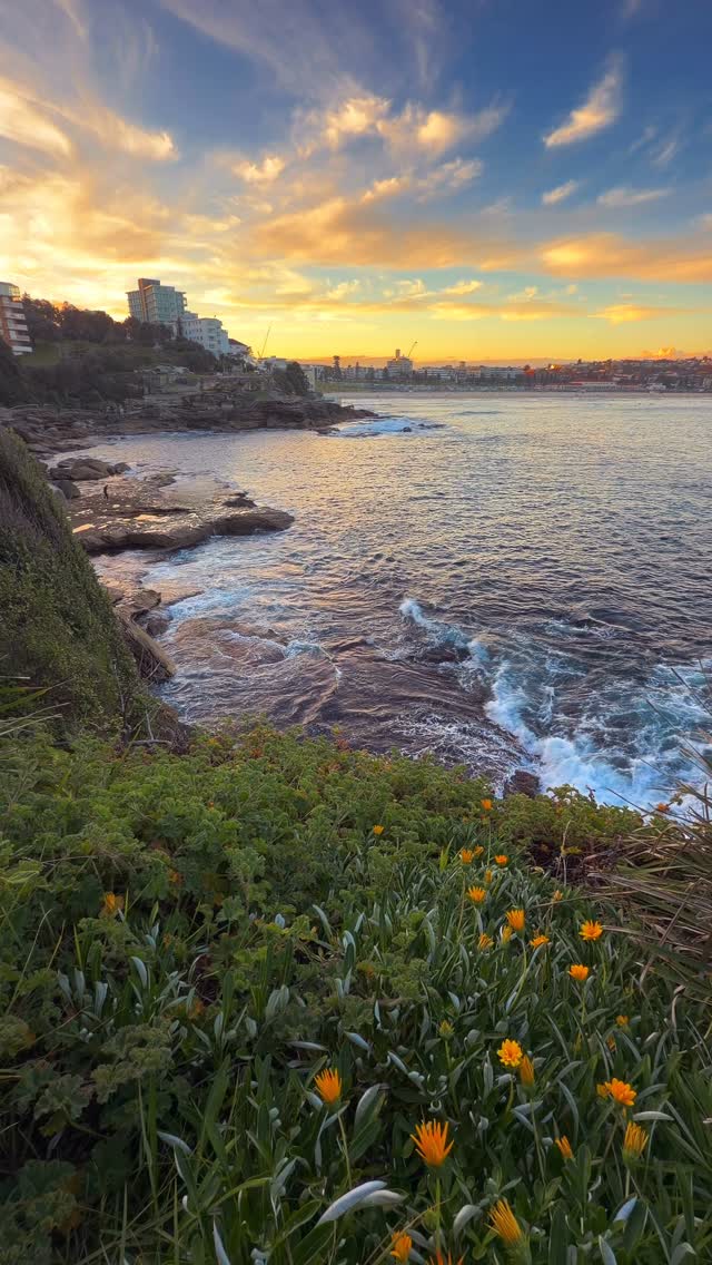 Golden hour at Bondi never gets old 💛