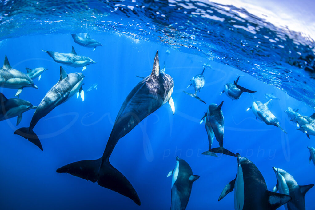 Pod of common dolphins swimming through blue ocean near Cabbage Tree Island, Port Stephens, captured in underwater photography.