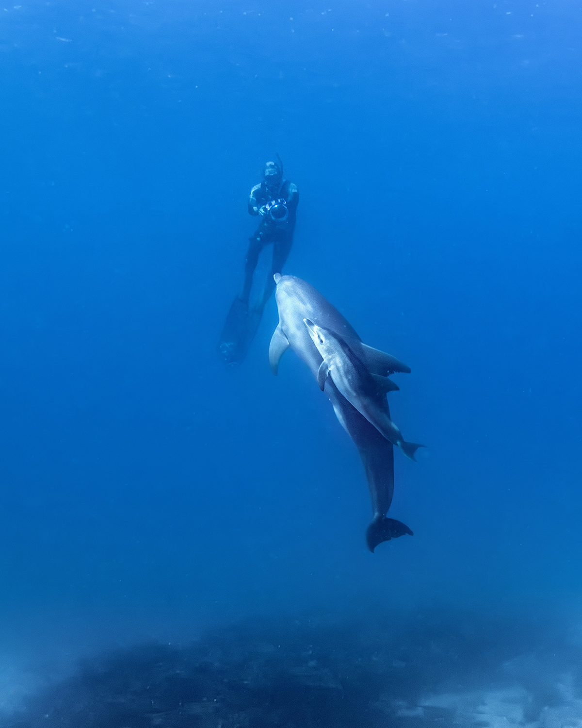 Gergo Rugli and Dolphins