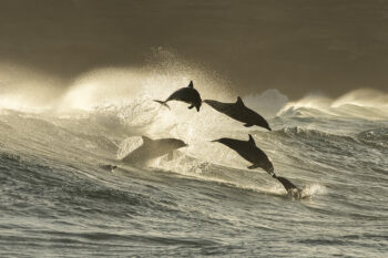 Dolphins leaping in golden surf at Bronte Beach – "Ikigai" Fine Art Ocean Photography Print