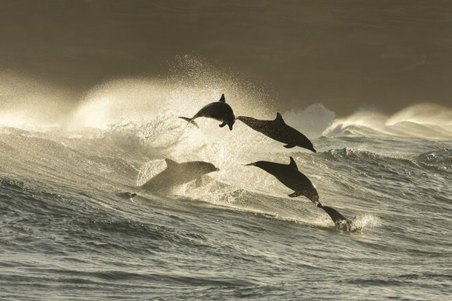 Dolphins leaping in golden surf at Bronte Beach – "Ikigai" Fine Art Ocean Photography Print