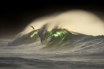 Fine art print of a powerful green wave glowing at sunrise, shaped by offshore winds with a seabird above, photographed in Sydney, Australia