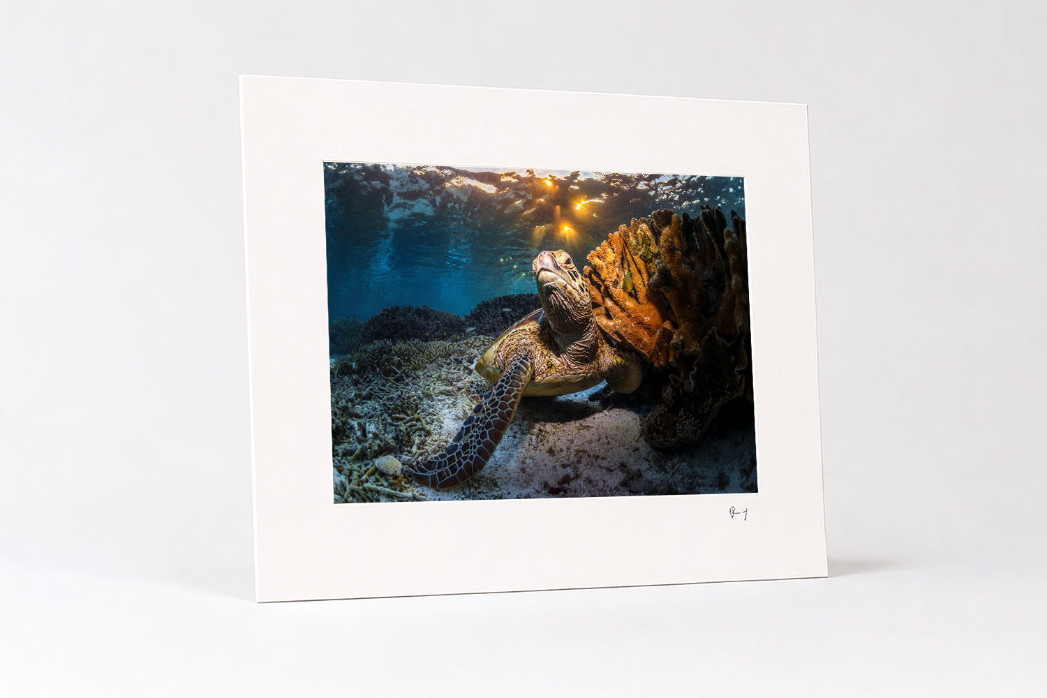 Mounted fine art print of a green sea turtle beside coral at Lady Elliot Island at sunset, glowing beneath golden underwater light.