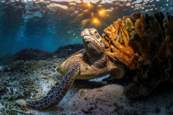 Mounted Fine art print of a sea turtle at sunset on Lady Elliot Island, nestled by coral as warm golden light filters through the ocean surface.