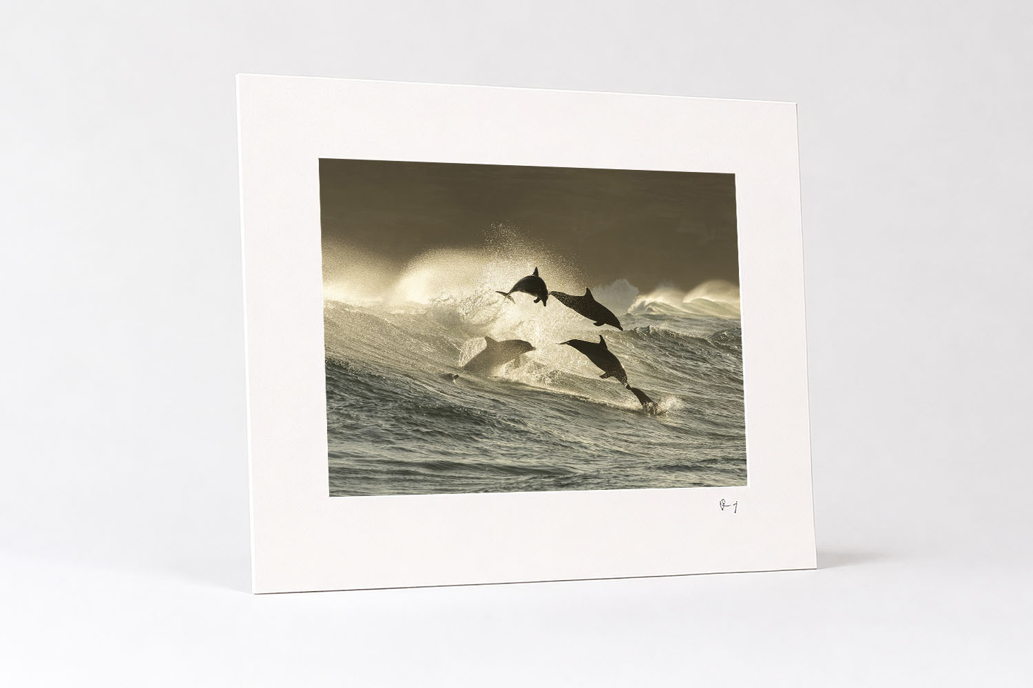 Mounted fine art print of bottlenose dolphins leaping through powerful waves at Bronte Beach at sunrise in dramatic golden light.