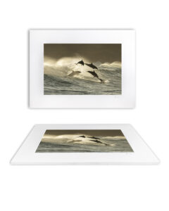 Dolphins leaping in golden surf at Bronte Beach – "Ikigai" Fine Art Ocean Photography Print