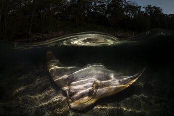 Award-winning photograph of an eagle ray gliding after sunset on the South Coast of New South Wales, presented as a fine art print.