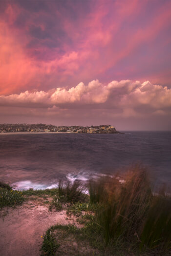 Mounted fine art print of dramatic pink storm clouds over Bondi Beach at sunset, with windswept coastal grasses in the foreground.