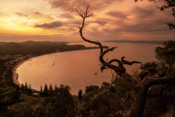 Golden sunset over Shoal Bay framed by a twisted tree silhouette, overlooking calm waters and distant hills – “Whomping Willow” fine art print from Port Stephens.