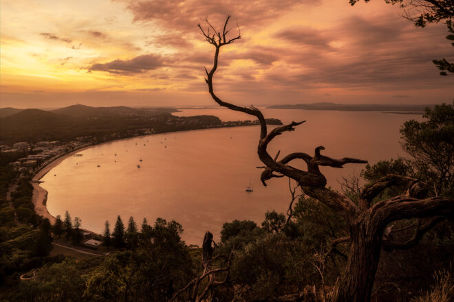 Golden sunset over Shoal Bay framed by a twisted tree silhouette, overlooking calm waters and distant hills – “Whomping Willow” fine art print from Port Stephens.