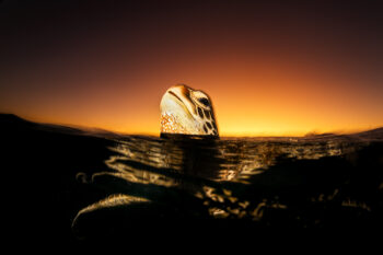 Sea turtle surfacing at sunset, Lady Elliot Island, Australia, glowing against golden sky and dark water.