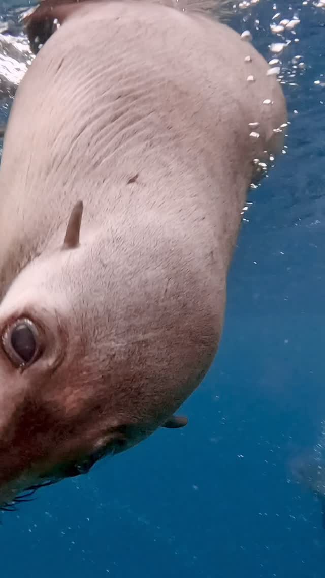 #ocean #adventure #happylife #sunshine #Australia #seeaustralia #feelnsw  #exploreaustralia #nsw #underwater #sea #wildlife #discoverearth #seal