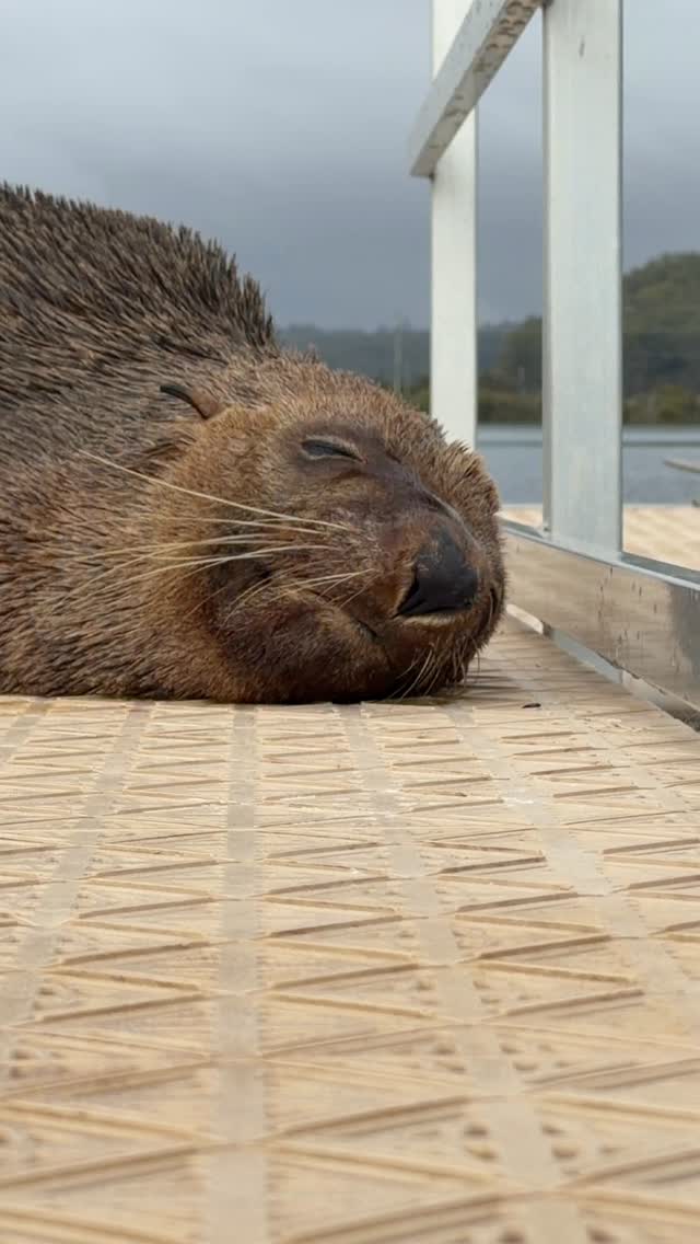 #ocean #adventure #happylife #sunshine #Australia #seeaustralia #feelnsw  #exploreaustralia #nsw #underwater #sea #wildlife #discoverearth #seal