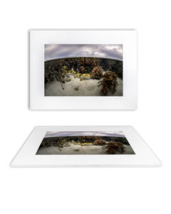 Epaulette shark swimming over sandy reef among corals at Lady Elliot Island, seen in an over-under view.