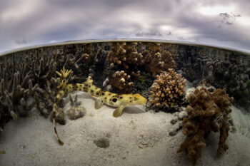 Epaulette shark swimming over sandy reef among corals at Lady Elliot Island, seen in an over-under view.